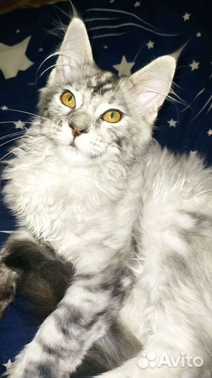 Котята Мейн-кунята