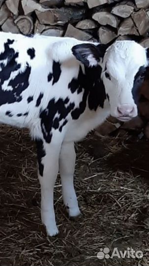 Бычки и быки телки и телочки