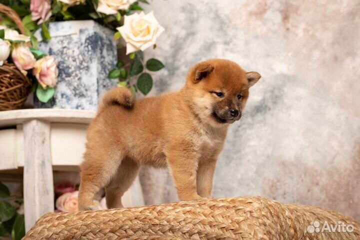 Кобель чемпион сиба шиба для вязки