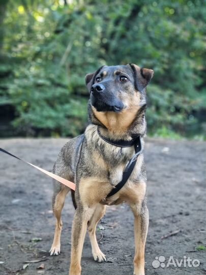 Собака в добрые руки