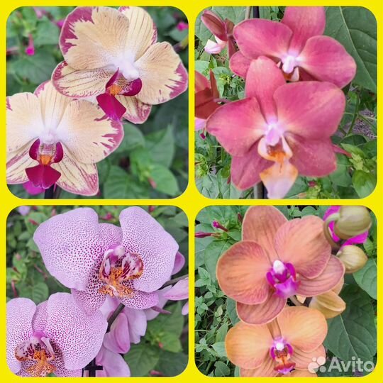 Сортовая орхидеия фаленопсис - 5