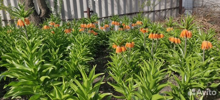 Рябчик императорский