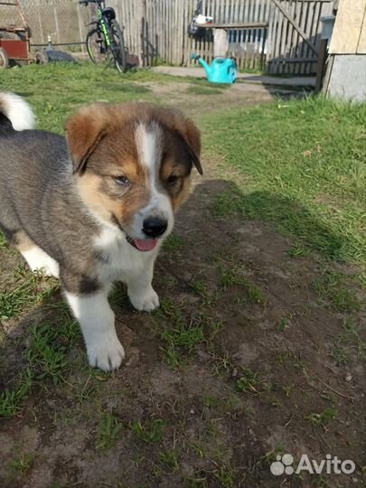 Собаки щенки бесплатно