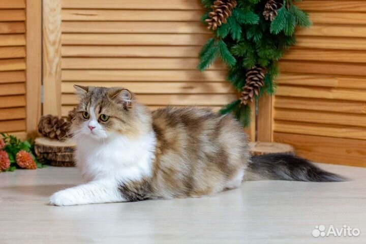 Британская биколорная шиншилла