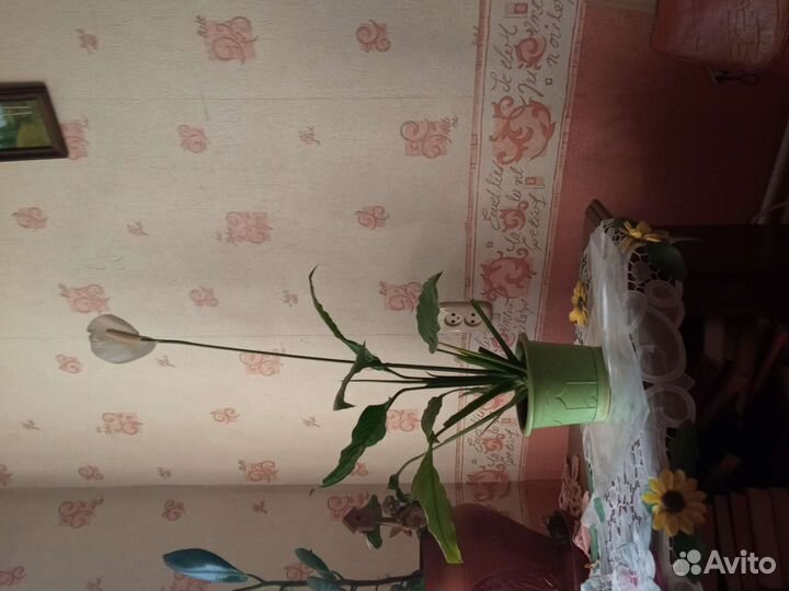 Комнатные цветы цветущие