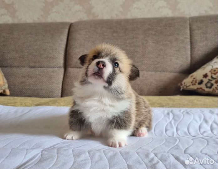 Вельш-корги пемброк