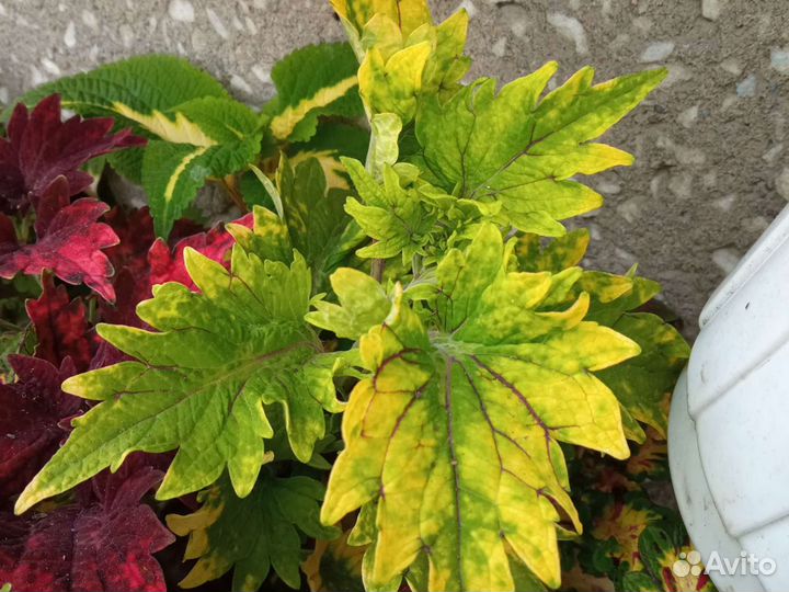 Колеус, сорта разные обмен