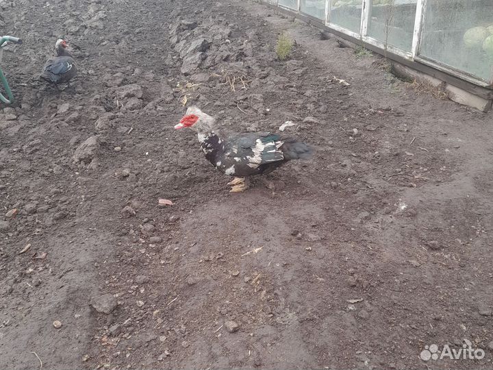 Селезень индоутки