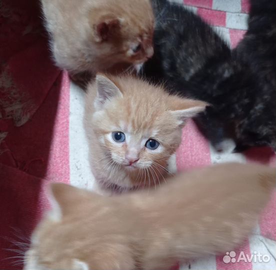 Котята в добрые руки