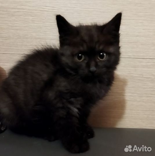 Котики бесплатно