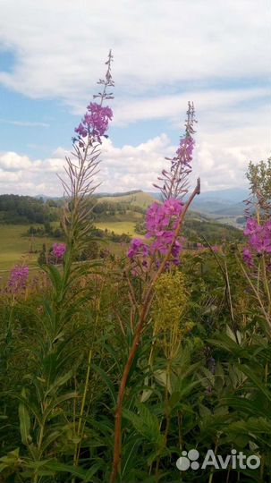 Кипрей сухой, иван-чай ферментированный, опт