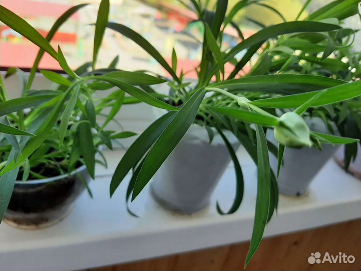 Гвоздика комнатная