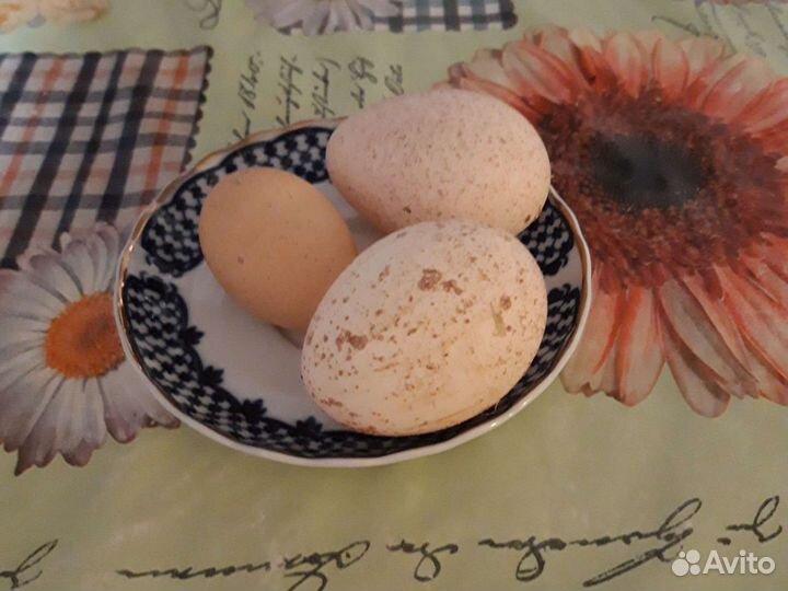 Яйцо куриное,перепелиное