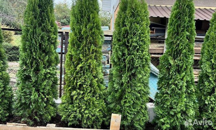 Туя из питомника с доставкой