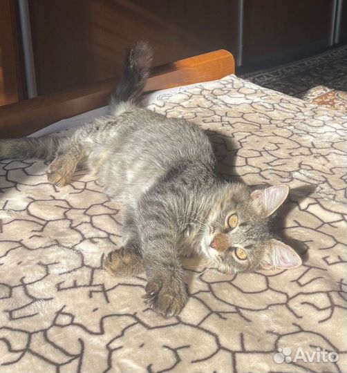 Кот подросток