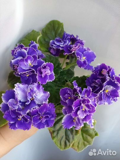 Фиалка сортовая лист