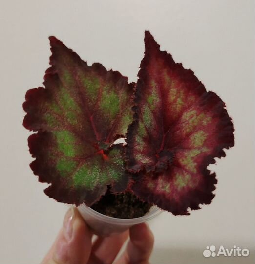 Бегонии декоративно-лиственные