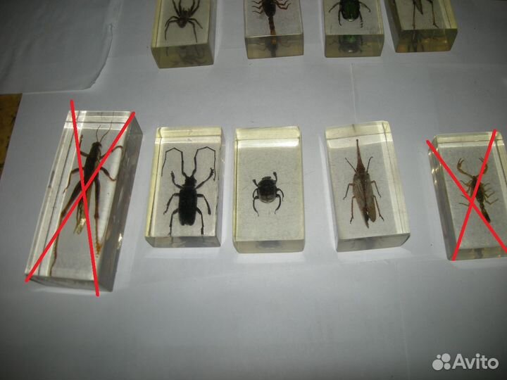 Насекомые в стекле самовывоз