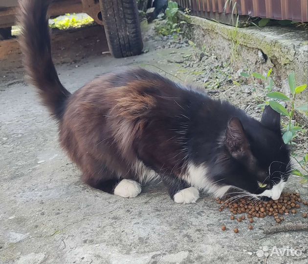 Молодая красавица в добрые руки