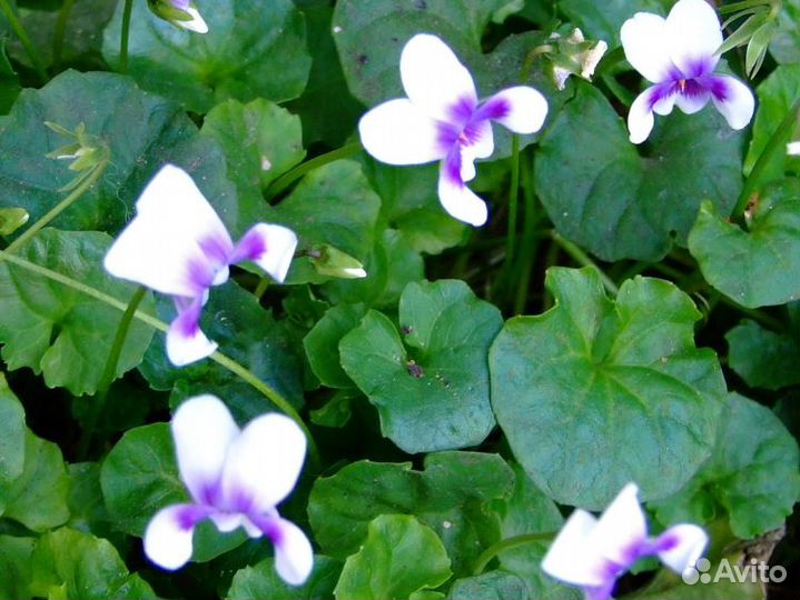 Виола Хедерацея (Hederacea)