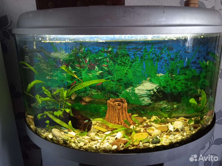 Аквариум
