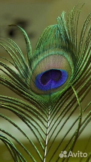 Перо павлина