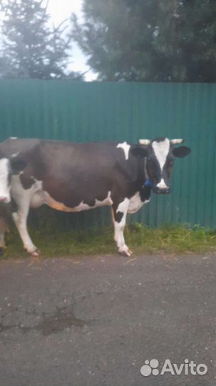 Корова стельная дойная