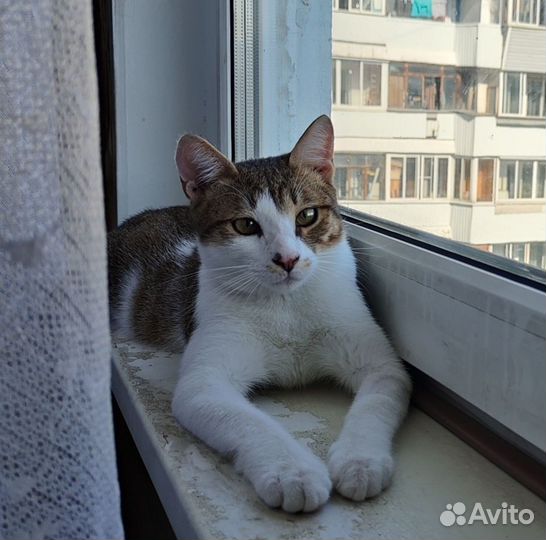 Котёнок, 8 месяцев