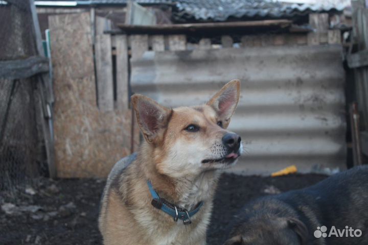 Собака