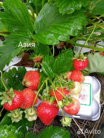 Рассада виктории