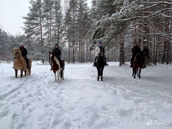Конные прогулки