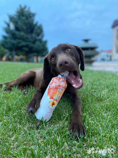 Метис курцхаара мальчик