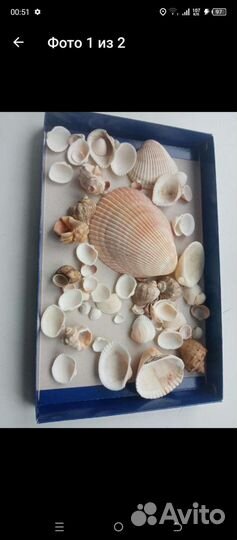 Ракушки в аквариум