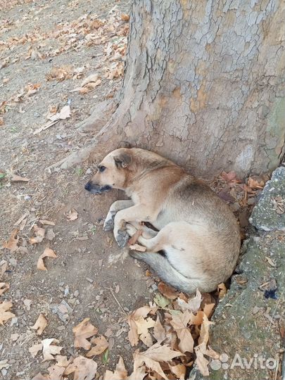 Пёс Беляш ищит дом