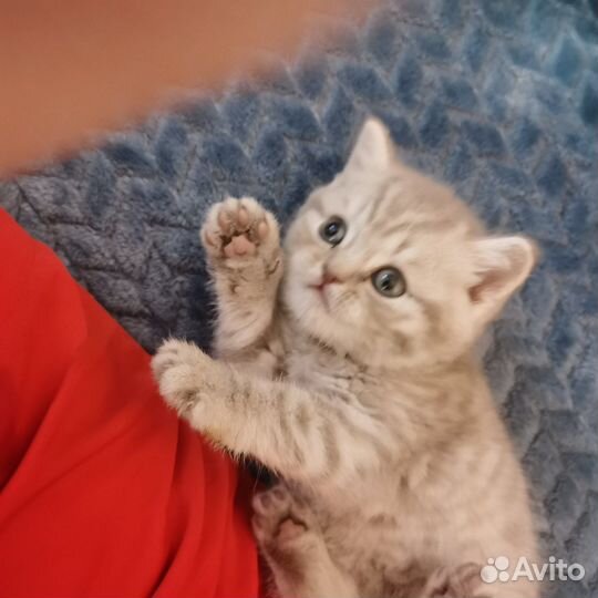 Британские котята
