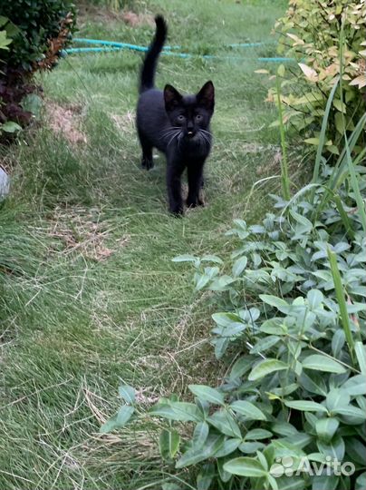 Юный джентельмен ищет дом