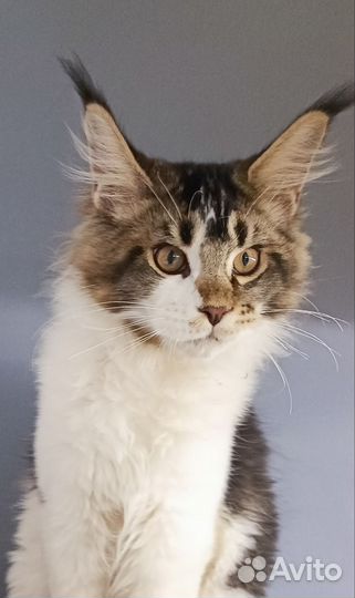 Котенок мейн-кун