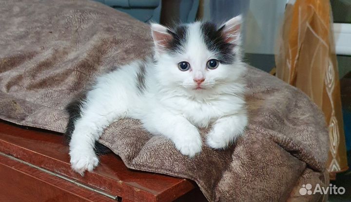 Отдам кошечку в добрые руки