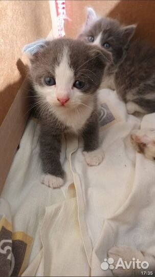 Котята