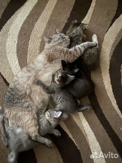 Котята в добрые руки бесплатно