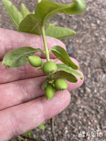 Жимолость съедобная