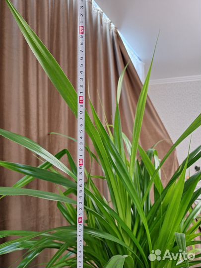 Пальма Панданус