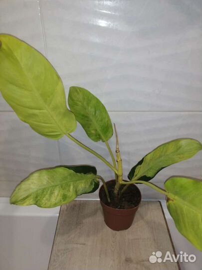 Филодендрон Тай Санрайз