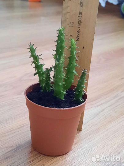 Кактусы и суккуленты