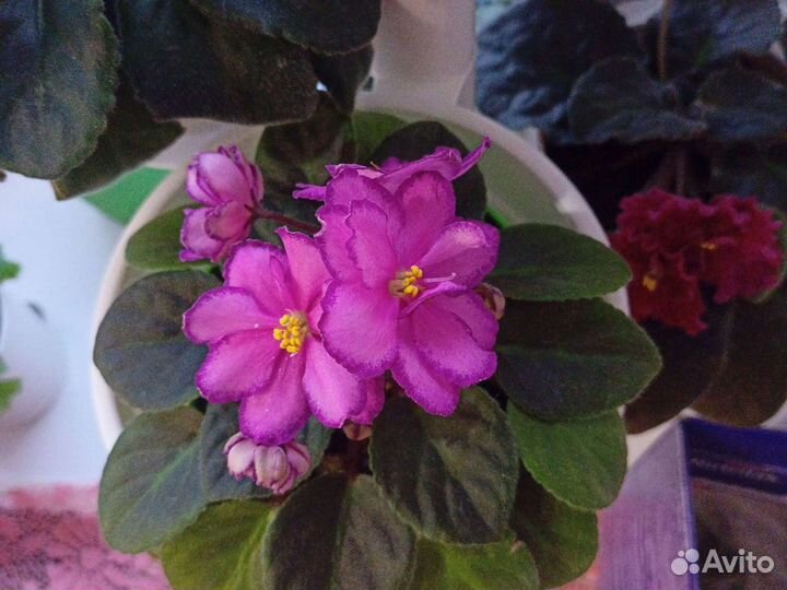 Детка фиалки Robs Zipper Zapper