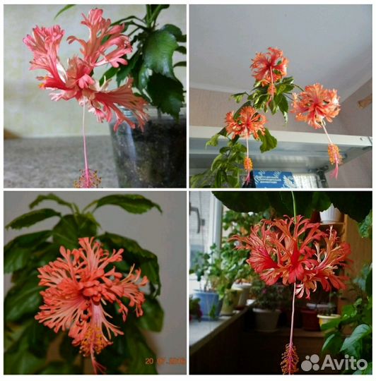 Шизопеталус