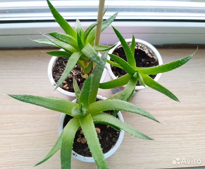 Детки Алоэ остистое(Аристата)