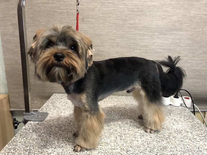 Стрижка собак и кошек, груминг, уход за питомцем