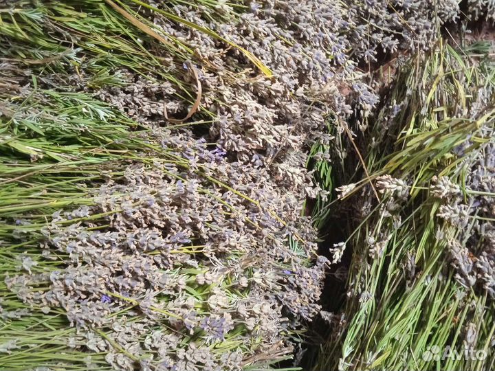 Продам лаванду