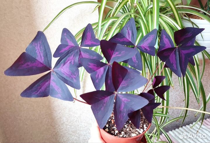 Кислица (оксалис)